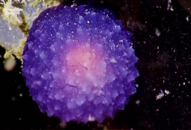 Scientists have found a weird, glowing purple blob on the ocean floor